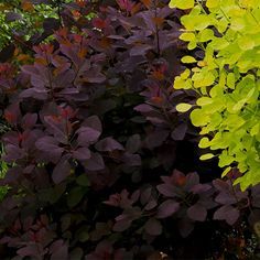 green and purple plants in the garden next to each other with yellow leaves on them