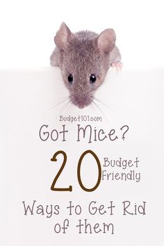 a mouse holding up a sign that says, got mice? 20 ways to get rid of them