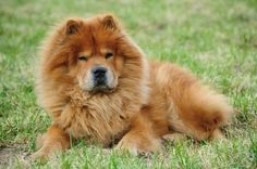 a brown dog laying on top of a lush green field