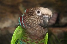 a colorful parrot is perched on a tree branch