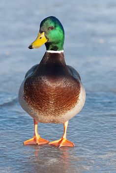 a mallard duck standing on the beach looking at the water and sand stock photo