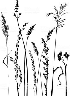 black and white silhouettes of tall grass