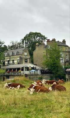 several cows are laying in the grass near buildings