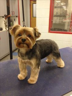 a small dog standing on top of a table