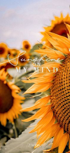 a large sunflower in the middle of a field with words above it that reads, strength my mind