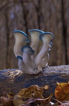 three blue and white mushrooms sitting on top of a log