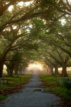 a dirt road surrounded by trees and grass