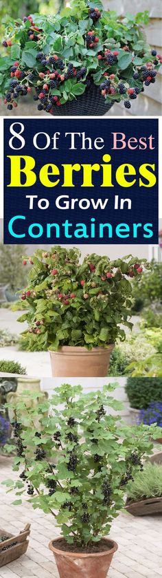 the best berries to grow in containers