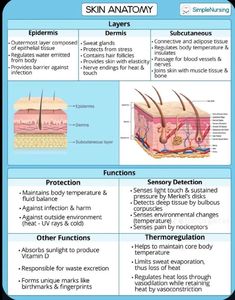 the skin anatomy and its functions