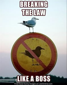 a bird sitting on top of a no birds allowed sign