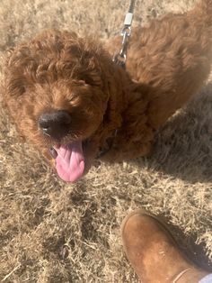 a small brown dog with its tongue hanging out