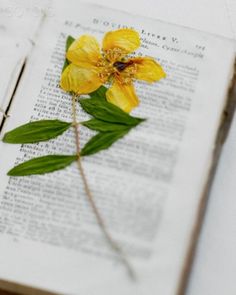 a yellow flower sitting on top of an open book