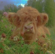 a brown cow laying on top of a lush green field next to flowers and trees