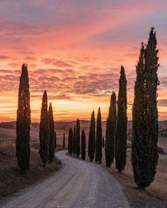 a dirt road surrounded by trees at sunset