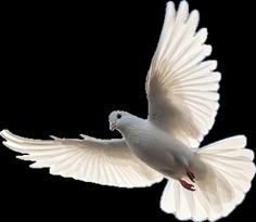 a white bird flying through the air with its wings spread