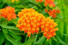 an orange and yellow flower in the middle of some green leaves with other flowers behind it