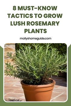 a potted plant with the words 8 must - know tricks to grow lush rosemary plants