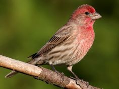 a small bird sitting on top of a wooden branch