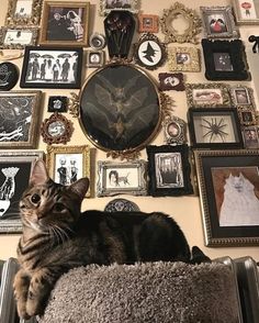 a cat laying on top of a chair in front of a wall covered with pictures