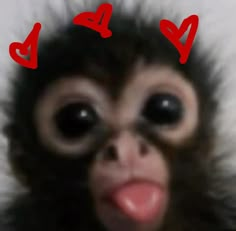 a monkey with hearts drawn on its face