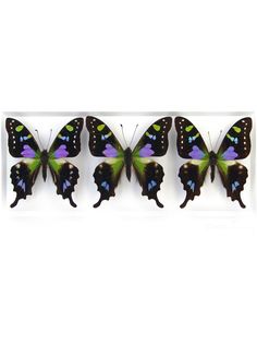 four butterflies are sitting in a row on a white surface and one is green, the other is purple