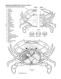 the diagram shows how to draw an animal's body and its functions in order to understand