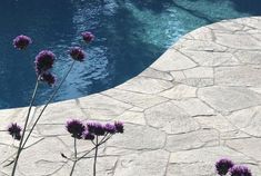 purple flowers in front of a pool with water and stone pavers on the ground