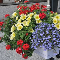 colorful flowers are growing in a white container