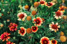 many orange and yellow flowers in a field