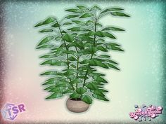 a potted plant with green leaves on a blue and pink background is featured in this digital painting