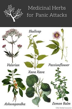 Medical Herbs, Magic Herbs, Magical Herbs, Herbal Apothecary, Natural Healing Remedies, Healing Plants, Herbal Healing, Herbal Magic