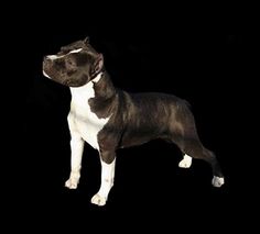 a black and white dog standing in the dark