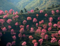 pink trees are blooming on the side of a hill