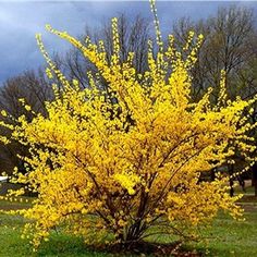 a bush with yellow flowers is in the middle of a grassy area on a cloudy day