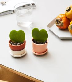 two small potted plants sitting on top of a table