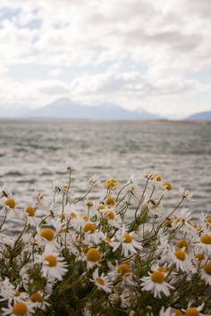 some daisies in front of the ocean with a bible verse written on it's side