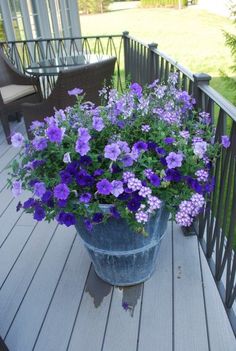 purple flowers are in a bucket on the porch