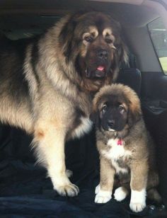 two large dogs sitting in the back of a car with their paws on each other