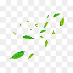 green leaves flying in the air on a white background, transparent material with no shadow