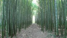 an image of a path through the bamboo trees