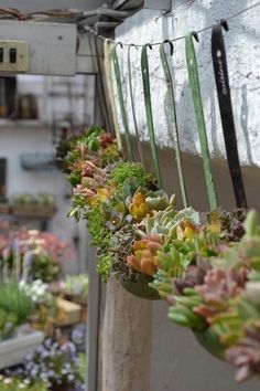 several plants are hanging from the side of a building in front of other planters