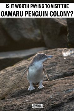 a penguin standing on top of a rock with the caption is it worth paying to visit the oamaru penguin colony?