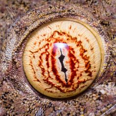 a close up view of an animal's eye