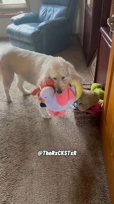 a white dog holding a stuffed animal toy in its mouth while standing on the floor