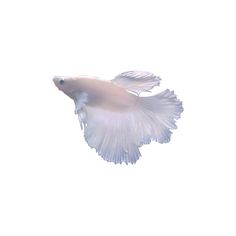 a white fish is flying in the air