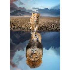 a lion standing on top of a rock in the middle of a desert area with water reflecting it's face