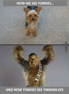 two pictures of a dog with their arms in the air