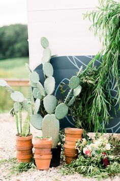 three potted cactus plants sitting next to each other