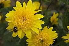 some yellow flowers with a bee on them