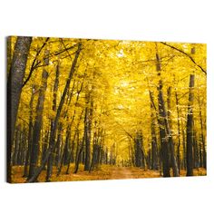 a dirt road surrounded by trees with yellow leaves